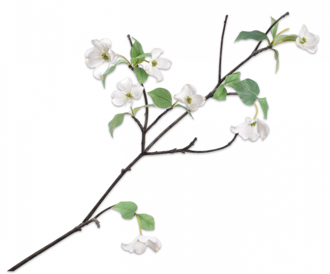 Dogwood tak wit 152 cm