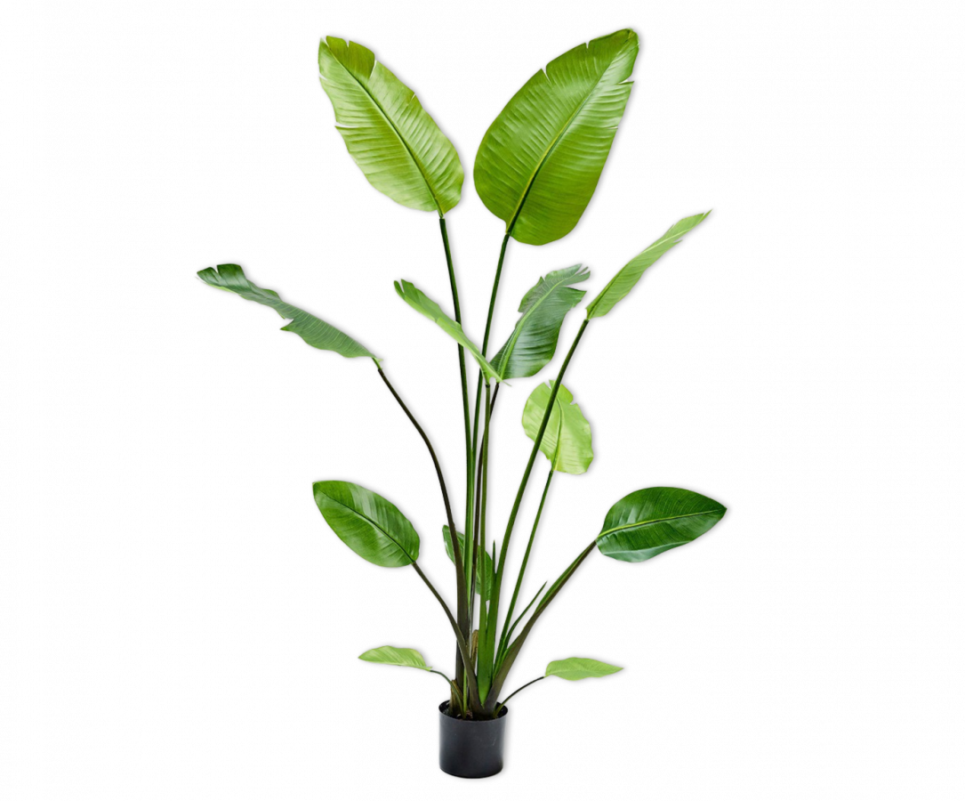 Strelitzia groen 150 cm