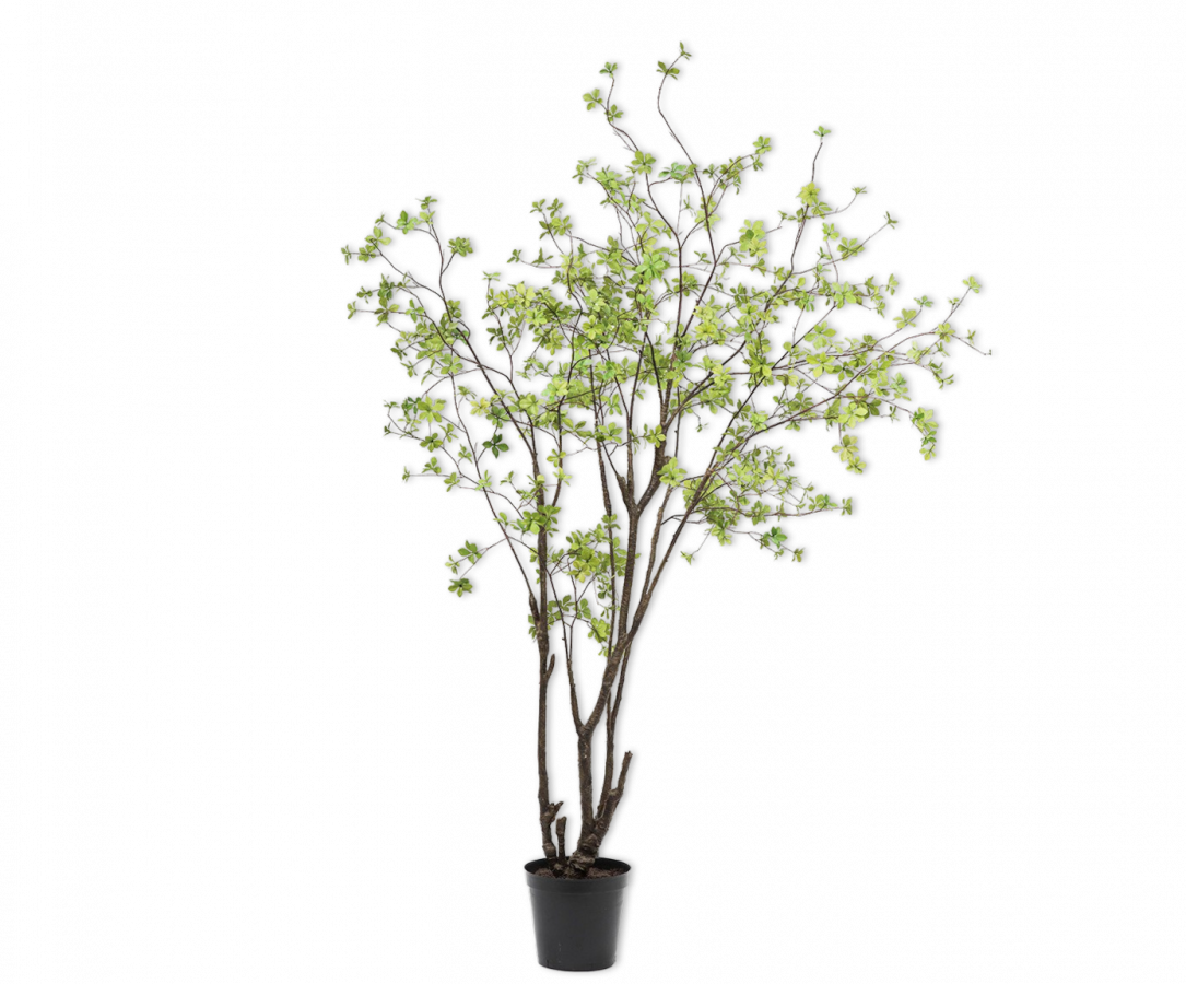 Bucida GRN LT 244 cm