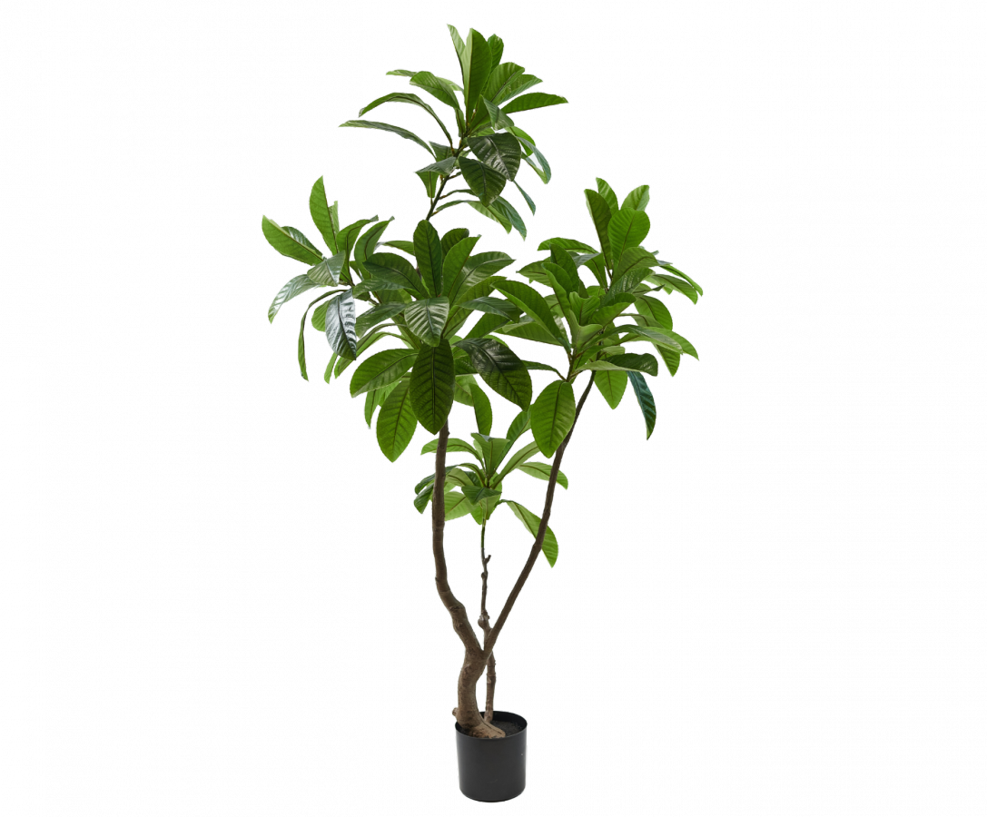 Plant Magnolia groen 194 cm