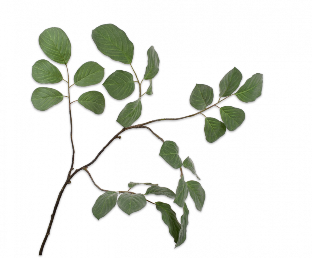 Bladtak groen 148 cm