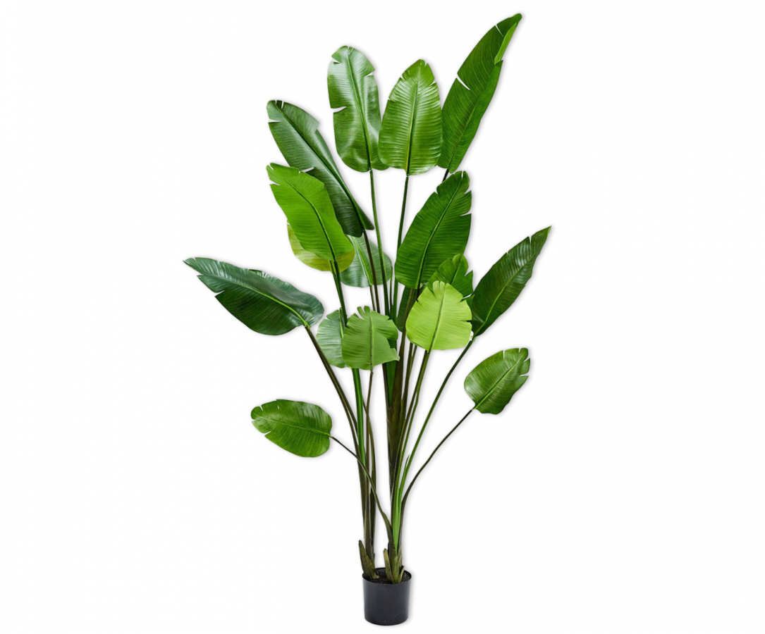 Strelitzia groen 243 cm