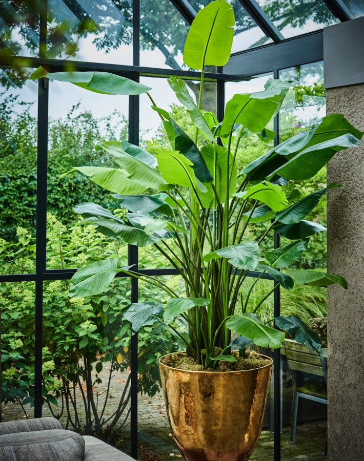 Strelitzia groen 243 cm